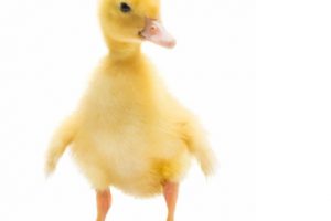Quack, the Baby Duck: The Miracle of You