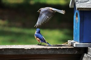 Mr. & Mrs. Bluebird: The Miracle of Relationship