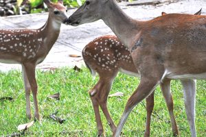 Mother Deer & Twins