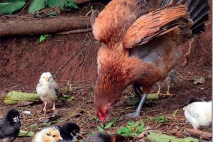 Mother Hen and her Baby Chicks: The Miracle of Peace