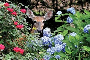 A Deer in the Frame: The Miracle of Intimacy
