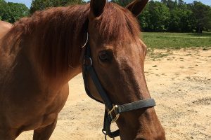 Prince the Wonder Horse: The Miracle of Relationship