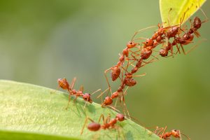 Ant Life: The Miracle of Unity