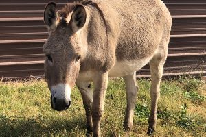 A Donkey Named Hubba Hubba: The Miracle of Trust
