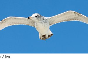 Seagull Loyalty: The Miracle of Friendship